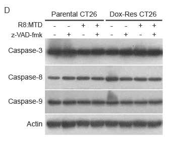 Parental and Dox-Res CT26 cells were treated with R8:MTD peptide (10 uM) for 1 hour in the presence orabsence of zVAD-fmk (15 mM). Cell lysates were analyzed using immunoblot using anti-caspase-3, -8, and –9, as well as anti-actin antibodies