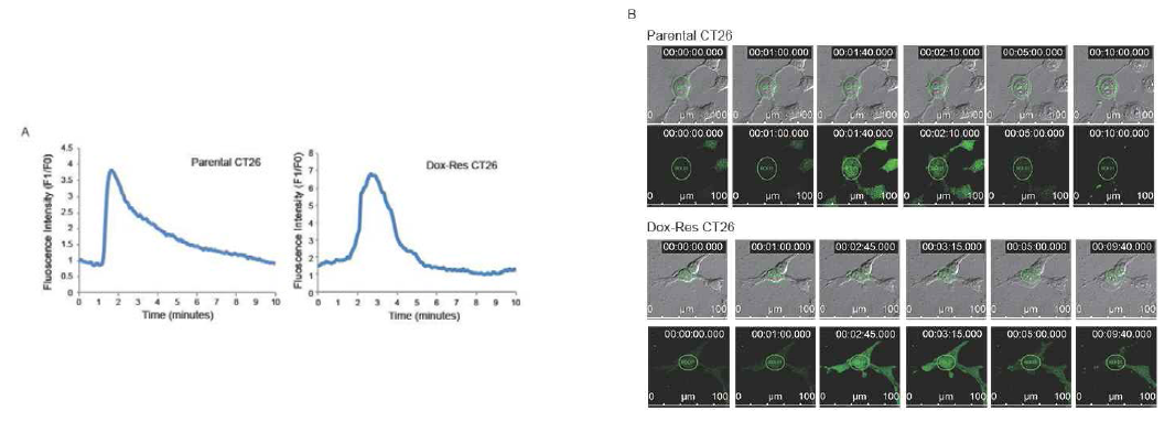 Parental and Dox-Res CT26 cells were cultured on a glass slide. After cell confluency had reached appropriate cell numbers, cells were loaded with Fluo-4-AM at 5 μM for 10 minutes, followed by washing with calcium-free HBSS buffer and treatment with 5 mM R8:MTD peptide. Time-lapse images were obtained at 488 nm excitation wavelength using Argon laser scanning confocal microscope at 5-second intervals for 10 min to visualize Fluo-4-AM. (A) Relative fluorescence intensity (F1/F0) of ROI were charted and (B) representative fluorescence images are presented