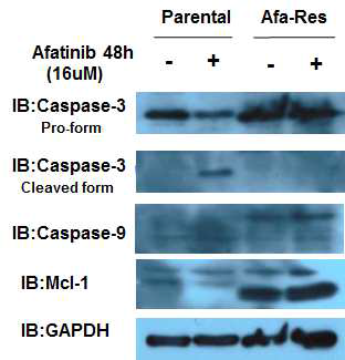 Cell lysates were prepared from parental and Afa-Res HeLa cells treated with 16 uM Afatinib for 48 hours. Immunoblot analysis was performed using anti-caspase-3, anti-caspase-9, anti-MCL-1, and anti-GAPDH antibodies