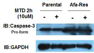 Parental and Afa-Res HeLa cells were treated with R8:MTD peptide (10 uM) for 2 hours. Cell lysates were analyzed using immuno-blot using anti-caspase-3, anti-actin antibodies