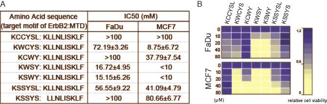 Table was described that KCCYSL sequence modified by replacement or indel mutation. additionally EC50(concentration to induce 50% inhibition) was calculated by based on cell viability(A).The patterns of cell killing effects in FaDu and MCF7. All peptides was given to cells(2x10^4 cells/well) each concentration of 0,10,20,40,80 uM, and Cell viability was described by color density(B)