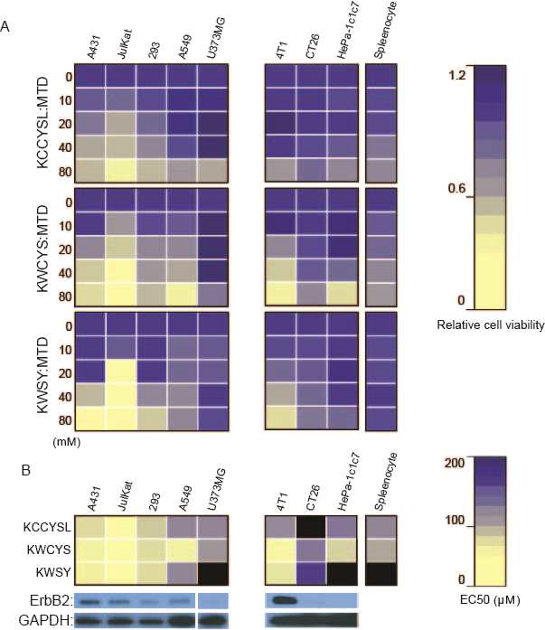 Killing activities of KCCYSL:MTD, KWCYS:MTD, and KWSY;MTD in ErbB2-high-expressing or ErbB2-low-expressing cells. (A) Indicated cell lines were treated with KCCYSL:MTD, KWCYS:MTD, or KWSY:MTD, and color density presents relative cell viability. (B)The IC50 density for peptides in indicated cells is presented as color density; black indicates no killing activity (Top panel).Lysates from cell lines indicated on toppanel were subjected to westernblot analysis using anti-ErbB2 and anti-GAPDHantibodies(bottom panel)