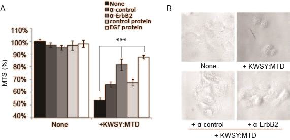 Blocking of KWSY:MTD –induced cell death by anti-ErbB2 antibody 20uM of KWSY:MTD was added to FaDu(2x10^4 cells/well) after pre-treatment of ErbB2 antibody(1ug/ml) or control antibody(1ug/ml) for 1hour. After 1hour, cell death was detected by MTS assay (A), and all images were taken using inverted optical microscopy(B)