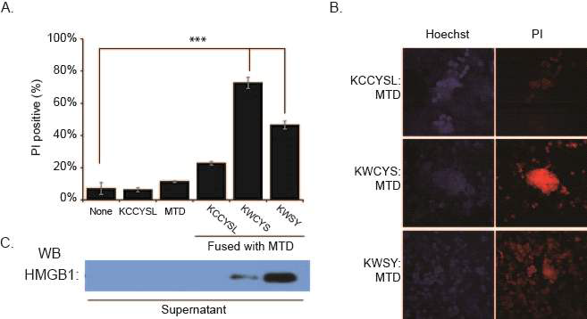 KWSY:MTD induces necrosis. 4T1 cells were treated with the indicated peptides (20 μM) for 2 hours. PI positive cells were counted (A), and PI fluorescence images were obtained with Olympus fluorescence microcopy (B). HMGB1 in conditioned media from cells treated with peptides was detected by western blotting using an anti-HMGB1 antibody (1:1000) after precipitation with TCA and acetone (C)