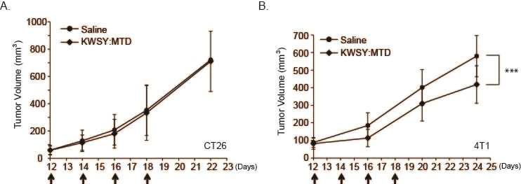 CT26 and 4T1 cells were inoculated into backs of BalB/C mice. Tumors were formed after 12days. KWSY:MTD(0.2 mM, 200μl) or PBS was I.v. injected into the tail vein of (A)CT26 tumorigenic mice(n=10) or (B) 4T1 tumorigenic mice(n=10) every 2days interval total 4times(as indicated arrows)