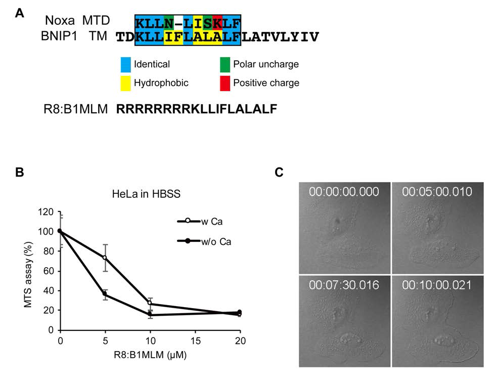 Induction of cell death by R8:B1MLM.A, The amino acid sequence of B1MLM has six identical residues foundin the MTD of NOXA. CPP (cell penetrating peptide 8-arginine) was fused to the N-terminalof B1MLM. B, The cell-killingactivity of R8:B1MLM in HeLa cells was measured by MTS assay. C, Morphological changes of HeLa cellstreated with 10 μM B1MLM (DIC, for10 minutes)