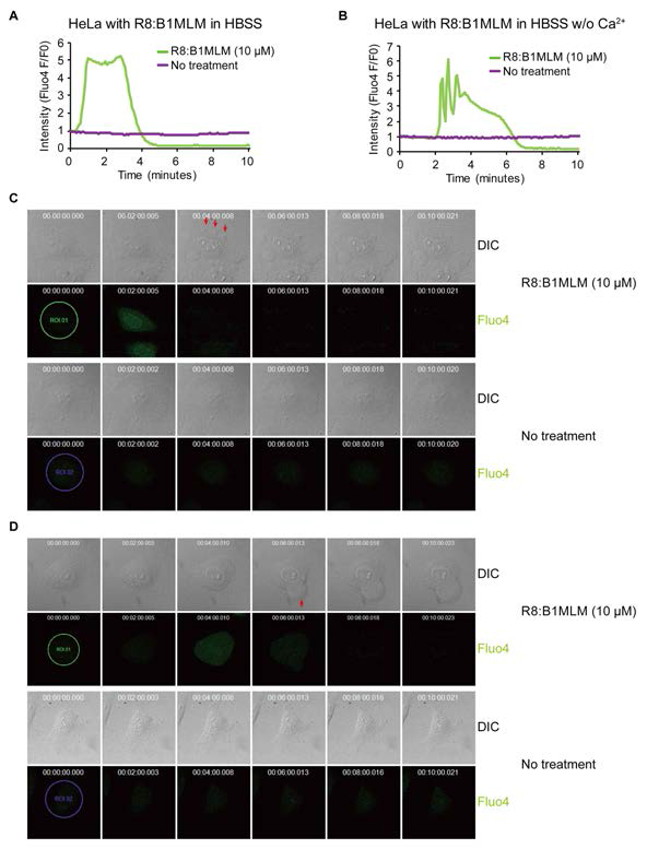 Intracellular Ca2+alteration by R8:B1MLM. A–B,Intracellular Ca2+alteration in HeLa cells was measured with Fluo4 after treatment with R8:B1MLMin HBSS buffer (A) or in HBSS bufferwithout Ca2+ (B). C–D, Morphological changes and Fluo4fluorescence of HeLa cells treated with B1MLM in HBSS buffer (C) or in HBSS buffer without Ca2+(D)