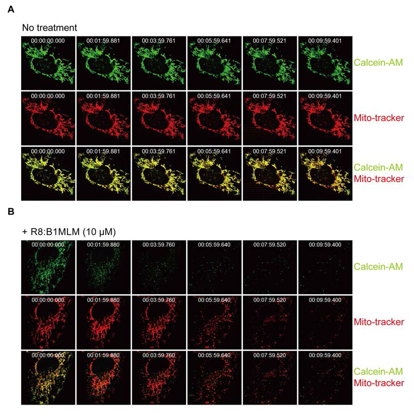 Opening of the mitochondrial permeability transition pore by R8:B1MLM.A, HeLa cells were pre-loaded withCalcein AM and Co2+ for 20 minutes and MitoTracker for 2 minutes. Cellswere treated with 10 μM R8:B1MLM and time-lapse images were taken for 10 minutes. Green fluorescentsignal (Calcein AM) indicates the mitochondrial calcium ion. Red fluorescentsignal (MitoTracker Red) shows mitochondrial morphological changes. B, Time-lapse images of non-treated HeLa cells were taken for 10 minutes