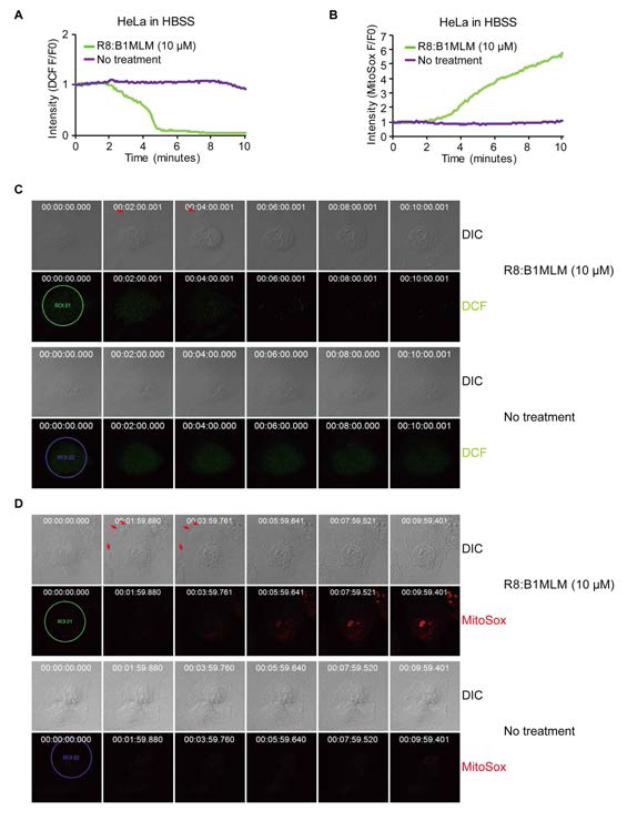 ROSgeneration by R8:B1MLM.A, Cytosolic ROS generation in HeLa cell was measured with DCFafter treatment with R8:B1MLM. B,Mitochondrial ROS generation in HeLa cells was measured with MitoSOX aftertreatment with R8:B1MLM. C, Morphologicalchanges and DCF fluorescence of HeLa cells treated with R8:B1MLM. D, Morphological changes and MitoSOXfluorescence of HeLa cells treated with R8:B1MLM