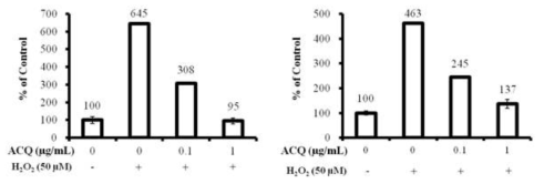 Protective effects of ACQ against hydrogen peroxide treatment (a) Normal human fibroblasts or (b) normal human keratinocytes were incubated overnight with H2O2 after 24 hr treatment of ACQ. (c) Intensity of fluorescence (Lt; fibroblasts, Rt:keratinocytes). Experiment was repeated for 2 times and representative data is shown