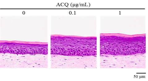 Histologic findings of skin equivalents Compared to control SE, ACQ (0, 0.1, 1 μg/ml) treated SE became thicker. Experiments were repeated twice and the result shown is a representative experiment