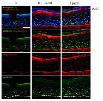 Confocal microscopic examination of skin equivalents (a) The number of p63 positive cells increased significantly in response to treatment with ACQ compared to the control. In addition, the expression of α6 integrin was also significantly increased but non-specific staining was observed at the upper epidermis