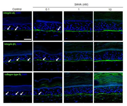 Expression of markers associated with basement membrane in SE. Integrin α6, integrin β1, and type IV collagen in the basement membrane were more strongly expressed in SAHA treated samples. As higher dose of SAHA treatment, discontinuity (white arrow) of lineal expression was also decreased (green; integrin α6, integrin β1, and type IV collagen respectively, X200, scale bar is 50μm)