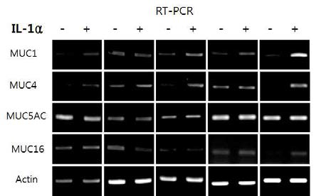 다층배양된 결막상피를 염증유발 물질인 IL-1alpha 에 24 시간 노출시킨 후 MUC1, MUC4, MUC5AC, MUC16 발현 양상을 확인함