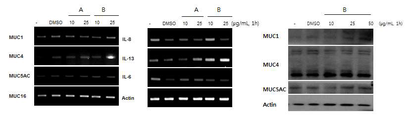 A 와 B를 다층배양결막세포에 1시간 처리한 결과 뮤신 분비는 증가하고 염증인자는 감소