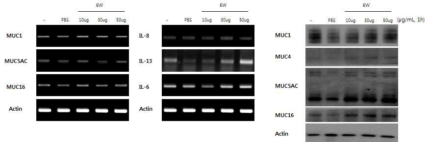 C를 다층배양결막세포에 1시간 처리한 결과 뮤신 분비는 증가