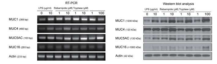 다양한 약제 처리 후 뮤신생성관련 RT-PCR 과 western blot