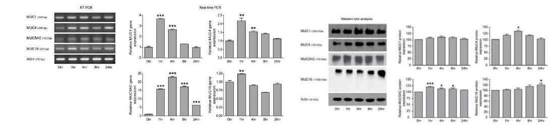 물질A 처리 시간에 따른 mucin mRNA와 protein 발현