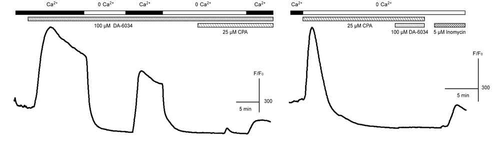 cyclopiazonic acid (CPA)를 이용한 세포내/세포외 칼슘의 뮤신 분비 관여 여부 확인