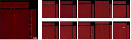 Confocal microscopy 의 Z-stack 테크닉을 이용해 3차원 구조로 만든 후 Ortho 설정을 이용해 두께 측정이 가능하도록 하나의 이미지로 재구성함