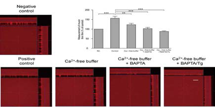 intra/extracellular Ca²+ chelator가 뮤신 및 수성층 분비는 미치는 영향 분석