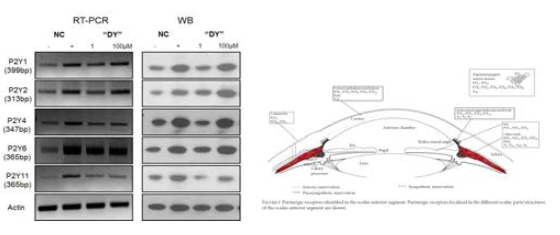 P2Y receptor mRNA 및 protein의 발현 평가 및 localization of P2Y receptor in anterior segment