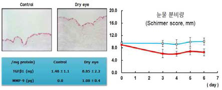 안구건조증 마우스 모델에서 관찰되는 감소된 눈물분비량과 lacrimal gland 내 증가된 염증성 싸이토카인