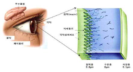 각막상피와 눈물층