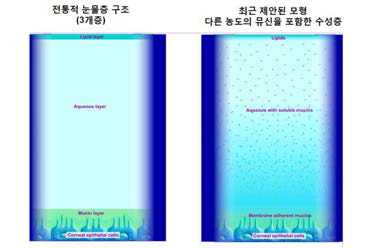 뮤신과 수성층의 구조