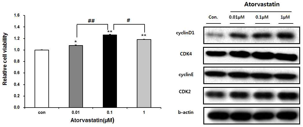 Atorvastatin 처리에 따른 혈관줄기세포의 생존능 및 증식능 검증