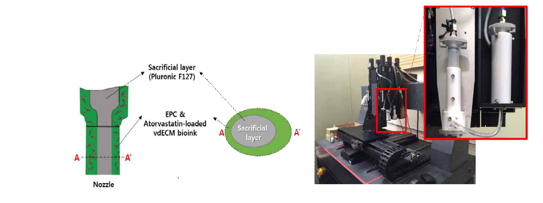 바이오혈관 이식체 구조의 모식도 (왼) 및 co-axial 노즐이 장착 된 3D 세포 프린팅 장비(Integrated Composite tissue/organ Building System, ICBS) 토출부 구성 (우)