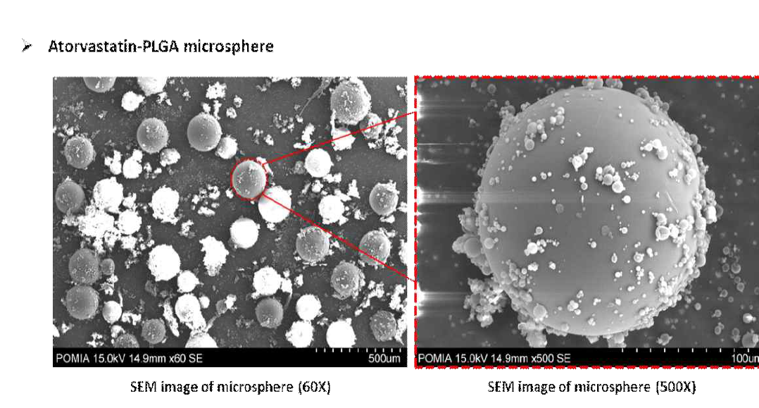 Atorvastatin이 봉입 된 마이크로스피어의 SEM 결과