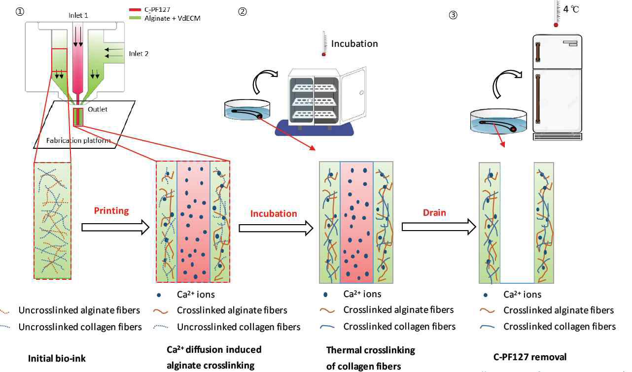 vdECM과 알지네이트가 혼합 된 바이오잉크의 제작 및 가교방법 모식도