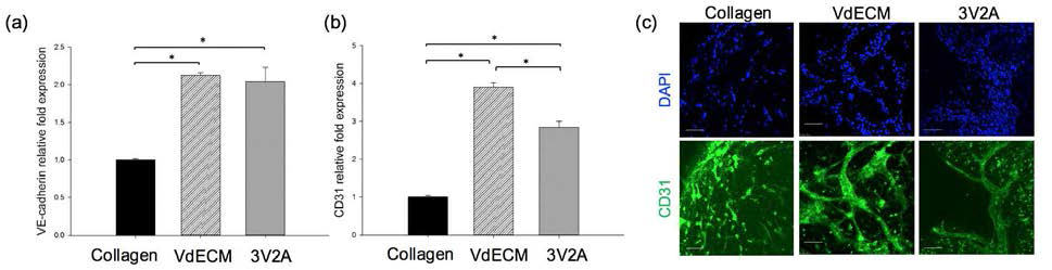 바이오잉크 조건에 따른 세포 분화능 분석. 재료의 종류에 따른 유전자 발현 분석 결과: (a) VE-cadherin과 (b) CD31, (c) 재료의 종류에 따른 단백질 발현 분석 결과