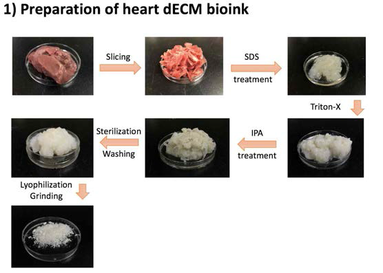심장조직 유래의 바이오잉크 제조 과정 모식도