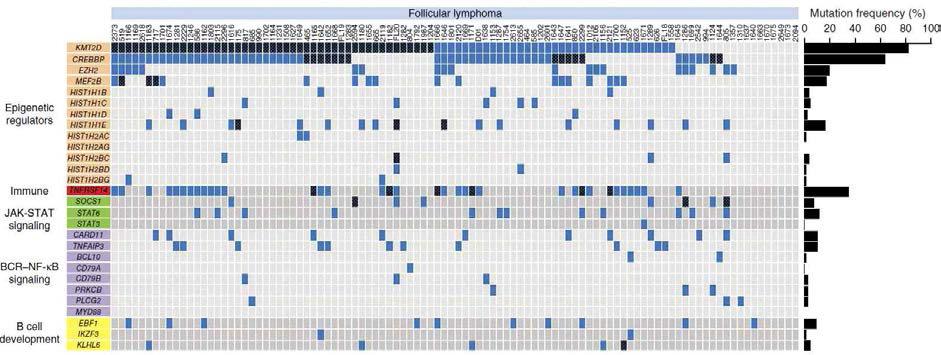 NGS분석을 통한 유전지표 발굴의 예 (Okosun et. al., Nature Genetics 2014)