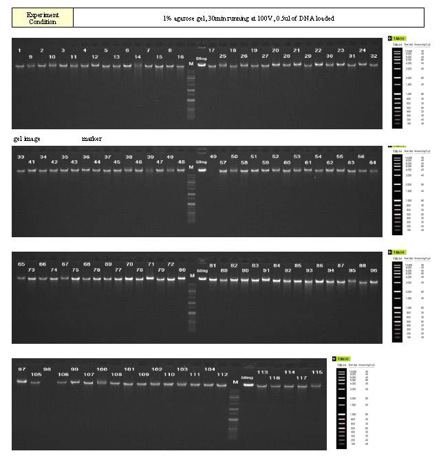 2차 DNA QC 결과 (1% Agarose Gel Electrophoresis). Fragmentation 이 많이 일어나 smearing 이 보이는 DNA를 추출하였음