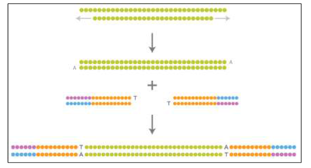 DNA Library 준비과정. DNA 말단수선 --> A-base 달기--> Adaptor 붙이기--> 최적 Size 선택 --> Purification 순으로 진행됨