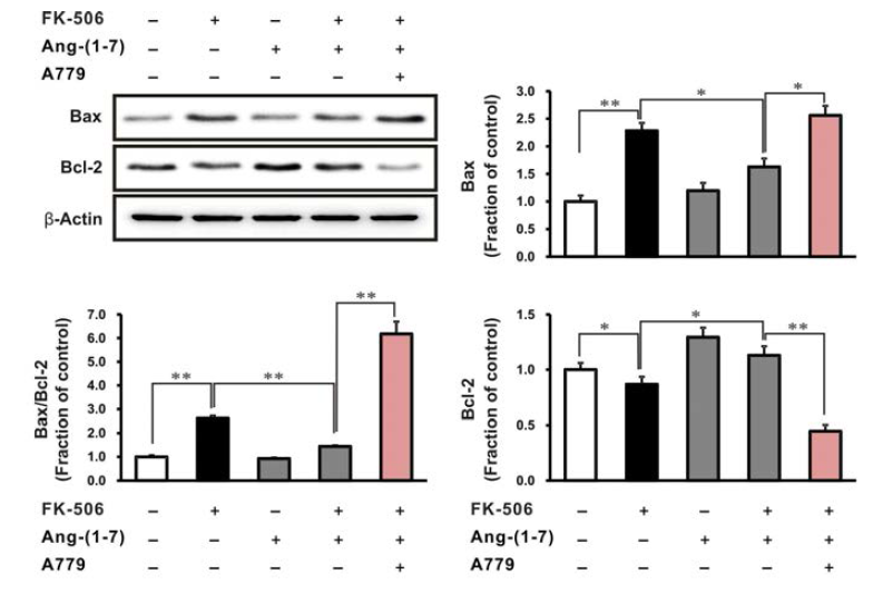 tacrolimus increased the expression of pro - apoptotic markers Bax and cleaved caspase-3 and necrotic cell death marker cleaved PARP1, as well as attenuated the anti-apoptotic marker Bcl-2 in HK-2 cells, these changes were attenuated by pretreatment with A n g - ( 1 - 7 ) . Co-treatment with A779 abolished the effect of Ang-(1-7)