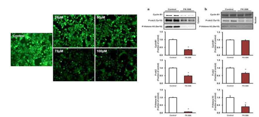 Treatment of tacrolimus decreased the protein expression of cyclin B1, phospho-cdc2 and phospho-Histone H3 in cytosol and nuclear fraction compared with control, indicating that cells arrested at G0/G1 phase