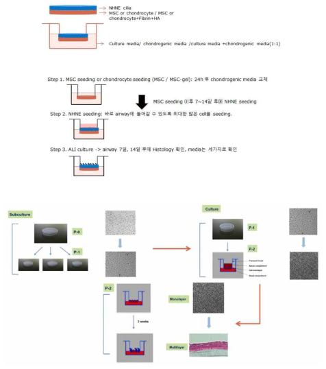 Rabbit의 bone marrow에서 MSCs를, articular cartilage에서 chondrocytes를 harvest 하여 culture를 시행함. 이후에 NHNE를 bi-layer로 seeding 하여, ALI condition에서 co-culture를 시행함 (위). 이후 histologic examination을 시행하여 cilated respiratory epithelium 으로 분화한 것을 확인함 (아래)
