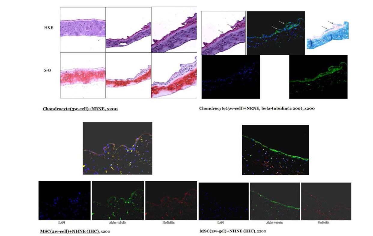 a-tubulin과 phalloidin IHC를 시행하여 NHNE co-culture가 성공적으로 respiratory ciliated epithelium 으로 분화함을 확인함