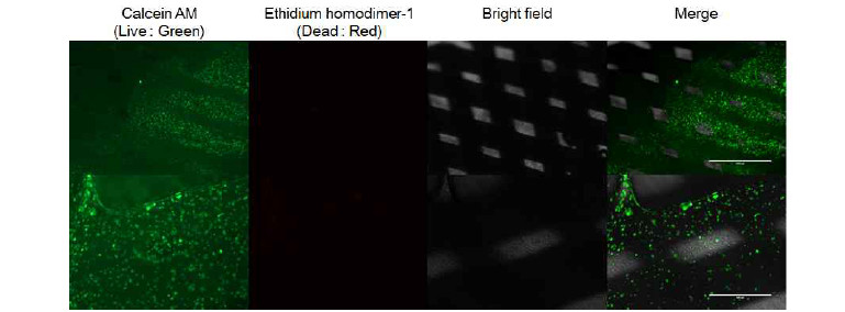 LIVE/DEAD assay를 통해 이식된 중간엽줄기세포가 3D-printed PCL-fibrin/HA scaffold에서 80%이상 생존함을 확인함