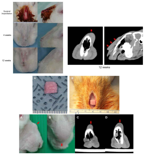 Rhinoplasty 동물모델에서 제작된 인공이식물을 삽입하고 CT를 시행 확인함