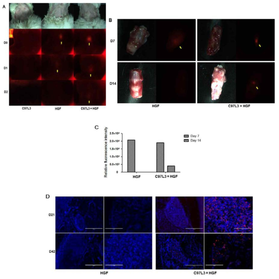 (A) HGF 에 형광을 labeling 하여 In vivo fluorescence dectection system을 이용하여 detection 함. (B) C97L3 diblock copolymer; HGF 가 larynx에서 잘 발견됨을 확인할 수 있음. (C) 형광 intensity를 측정하여 HGF-C97L3 diblock co-polymer group에서 유의하게 형광이 높게 측정됨을 확인함. (D) cryoscection 에서 60일째 분비된 HGF-C97L3 diblock co-polymer에서 release 된 HGF가 original injection site에서 유의하게 발견됨을 확인함