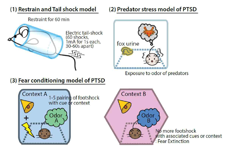PTSD 연구를 위한 동물모델