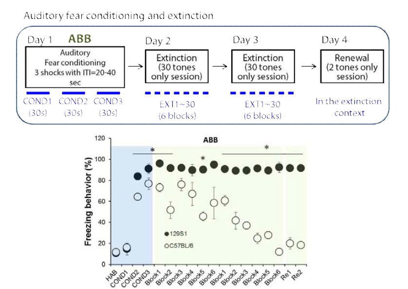 Auditory fear conditioning, extinction and fear renewal