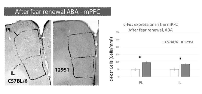 공포기억소거장애 동물모델의 ABA 조건에서 공포회복 후 내측전두엽의 활성차이 분석 결과: ABA조건에서 공포회복 후 129S1마우스의 PL, IL 모두에서 B6마우스보다 많은 양의 c-fos가 발현됨