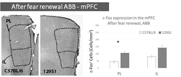 PTSD 공포기억소거 장애동물모델의 ABB 조건에서 공포회복 후 내측전두엽의 활성차이 분석 결과: ABB조건에서 공포회복 후 129S1마우스와의 PL에서 B6마우스보다 c-fos가 더 많이 발현된 것을 관찰함