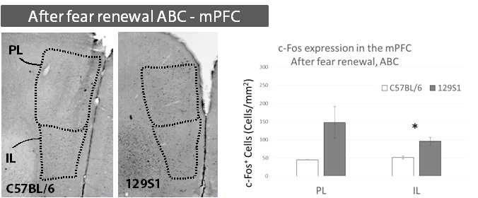 공포기억소거 장애 동물모델의 ABC 조건에서 공포회복 후 내측전두엽의 활성차이 분석 결과: ABC조건에서 공포회복 후 129S1마우스의 IL에서 B6마우스보다 많은 양의 c-fos가 발현됨